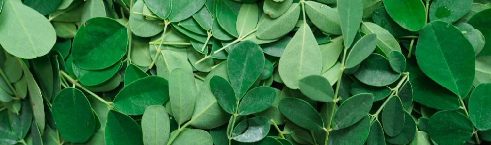 Moringa Leaves