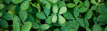 Moringa Leaves